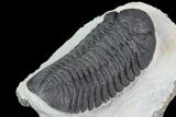 Morocops Trilobite - Visible Eye Facets #76964-4